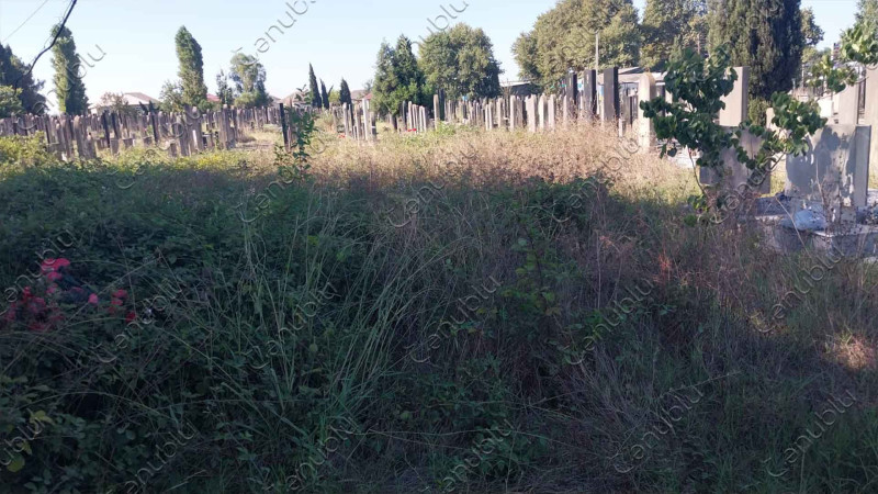 Lənkəran kəndinin qəbiristanlığında ilanlar cövlan edir