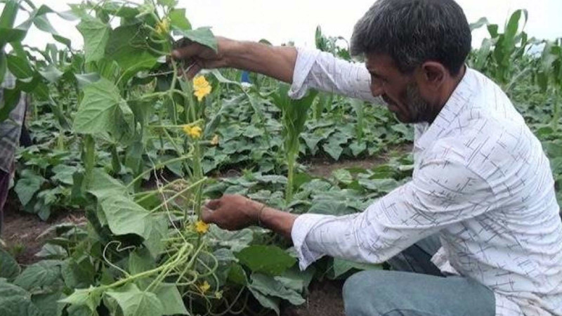 Cəlilabadda tərəvəz məhsullarının yığımı davam edir