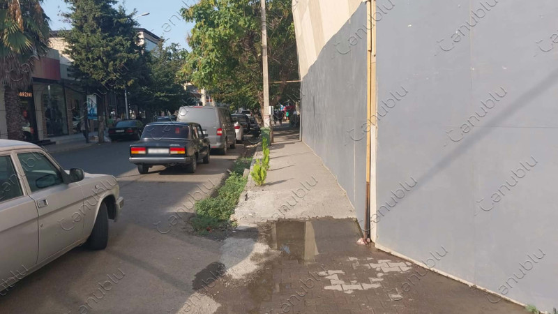 Lənkəranın mərkəzində qanunsuz kəsilmiş ağacların yerinə yeniləri əkilib
