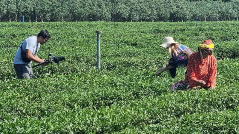 Lənkəranda Nilado Green çay plantasiyasında çəkiliş baş tutub