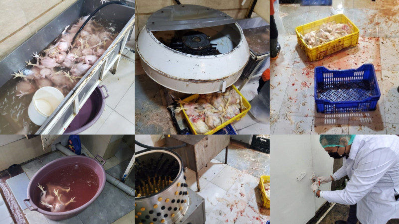AQTA Lənkəranda yerləşən toyuq kəsimi müəssisəsində nöqsanlar aşkarlayıb