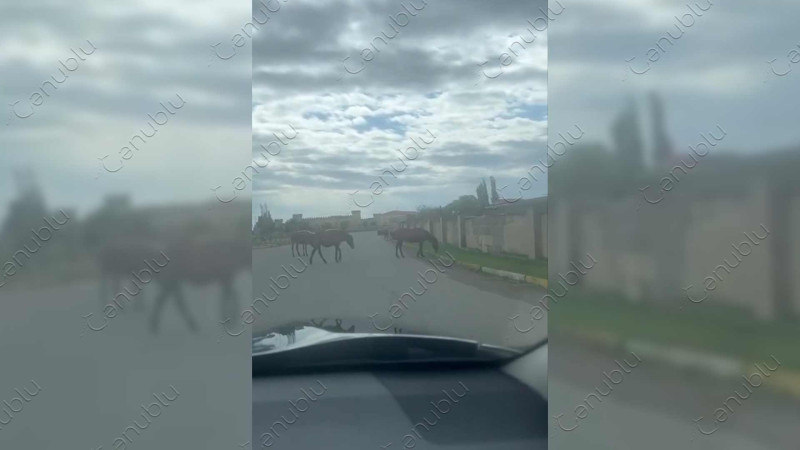 Lənkəranda dolaşan atlar yollarda təhlükə yaradır
