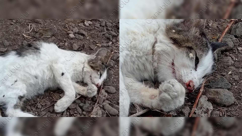 Lənkəranda məktəb müəllimi qonşusunun pişiyini öldürüb – İddia