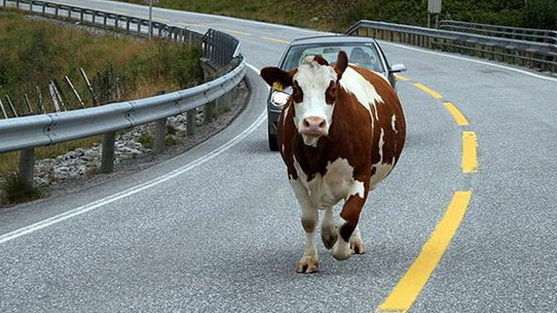 Cəlilabadda avtomobil inəyi vurub