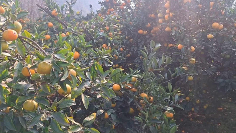 Bu il Astaranın sitrus bağlarında məhsuldarlıq çox aşağıdır