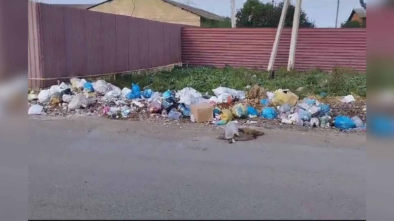 Cəlilabadda ətraf mühiti zibilləyənlərə protokol tərtib olunub