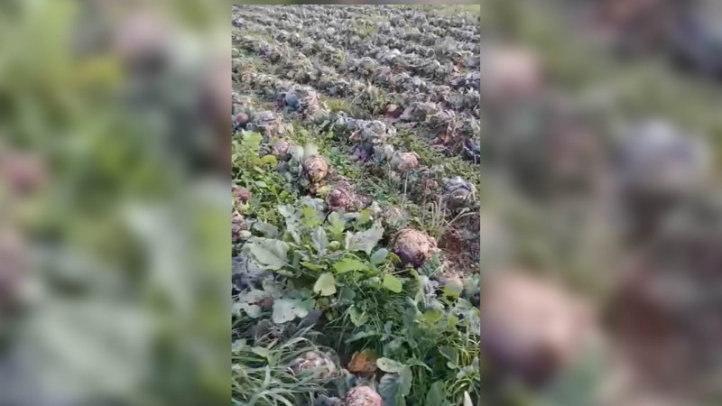 Masallıda fermer 14 min ziyana uğrayıb