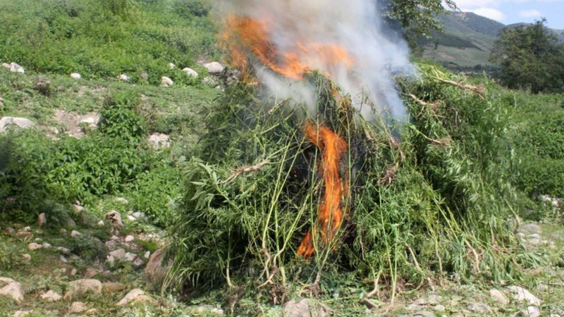 5 rayonda müsadirə olunmuş narkotik vasitələr məhv edilib