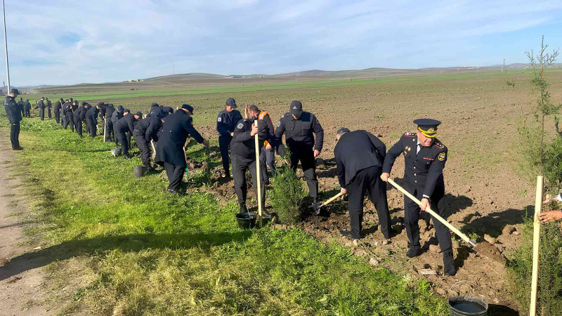 Cəlilabadda ağacəkmə aksiyası baş tutub