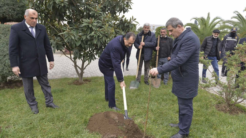 Lənkəranda ağacəkmə aksiyası təşkil edilib