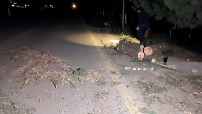 Lənkəranda güclü küləyin fəsadları: ağac təcili tibbi yardım avtomobilinin üzərinə aşıb