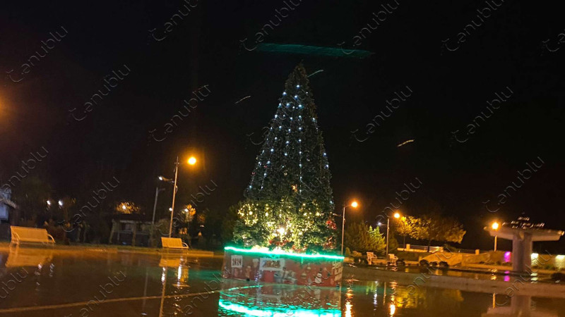 Cenublu.az sosial şəbəkələrdə paylaşılan küknar ağacı ilə bağlı araşdırma aparıb