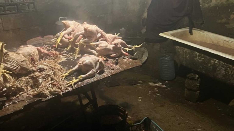 Masallıda toyuq kəsimi məntəqəsi cərimələnib
