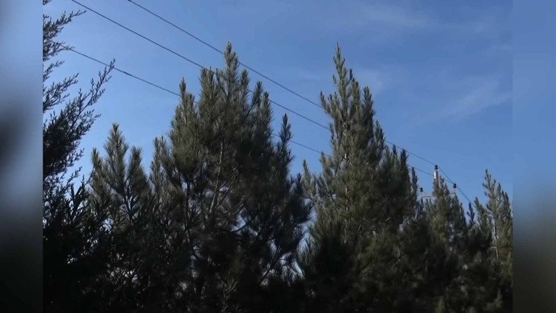 Masallıda budanmayan ağaclar elektrik naqillərinə toxunmaqla təhlükə yaradır