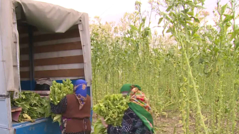 Masallıda tütün yığımı davam edir