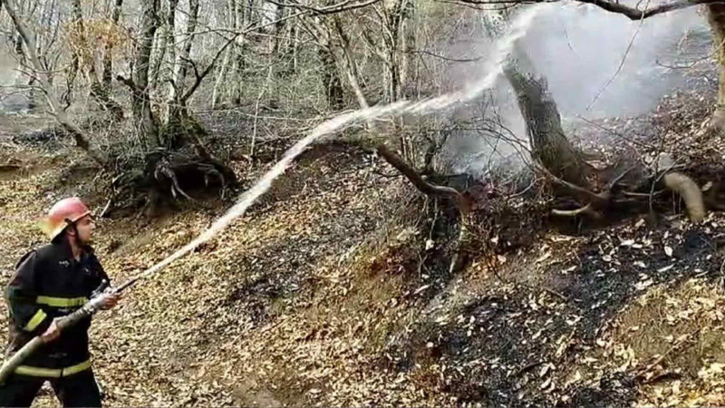 Masallıda meşə massivi alışıb