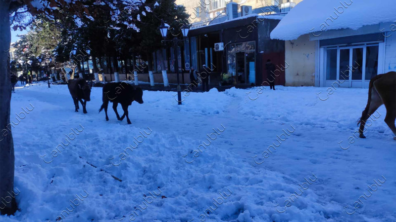 Lənkəranın mərkəzində dolaşan iribuynuzlular sakinlər tərəfindən birmənalı qarşılanmır