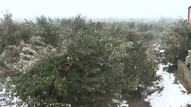 Güclü qar Lənkəranda feyxoa ağaclarına ziyan vurub