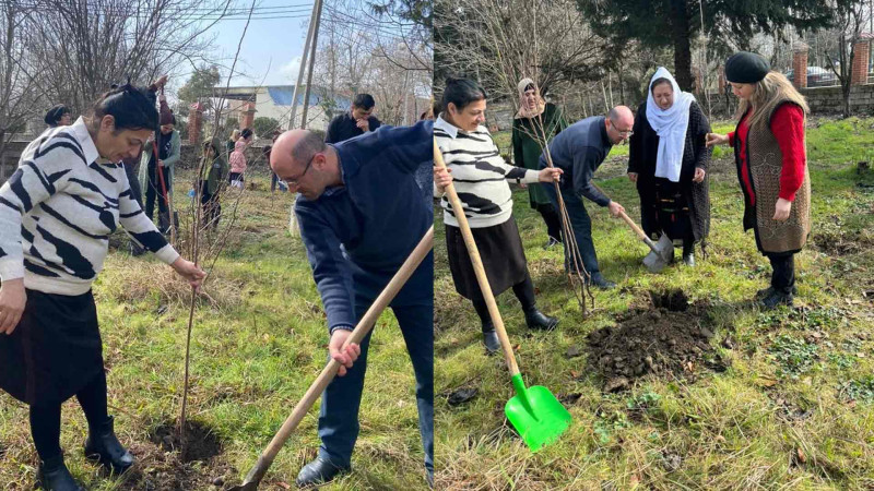 Masallıda ağacəkmə aksiyası baş tutub