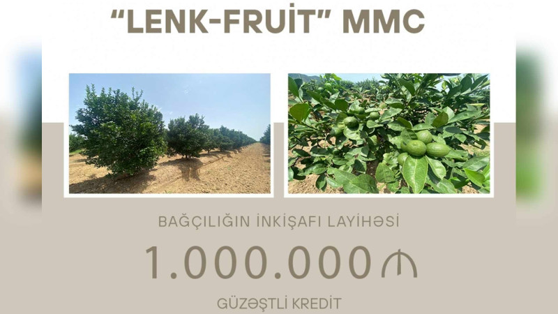 Lənkəranda sitrus meyvələrinin yetişdirilməsi üçün 1 milyon manat kredit ayrılıb