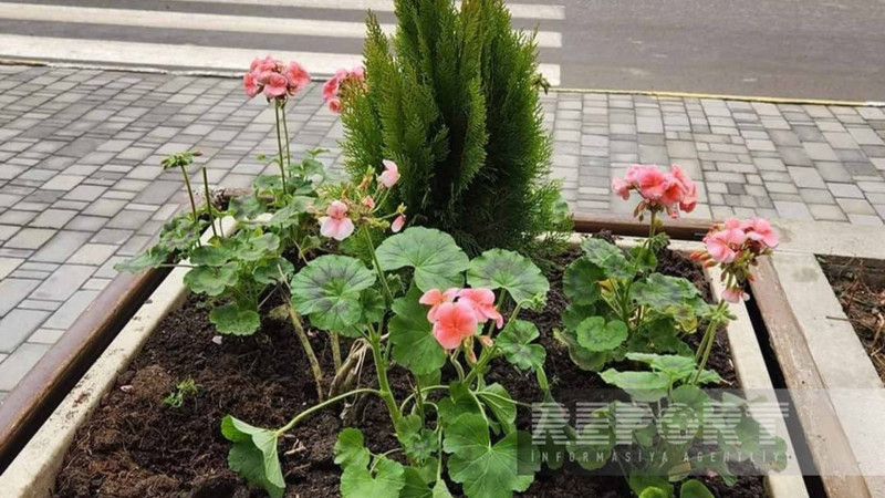 Cəlilabadda 2 nəfər parkdan dibçəkləri oğurlayıb