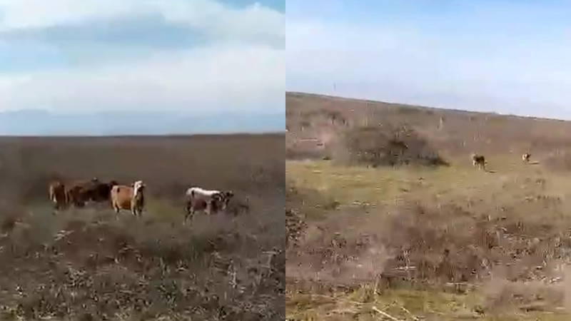 Lənkəranda canavarlar mal-qaraya hücum edib