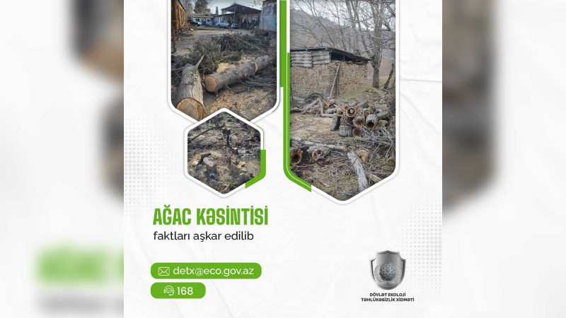 Lənkəranda ağacların qanunsuz kəsildiyi aşkar olunub