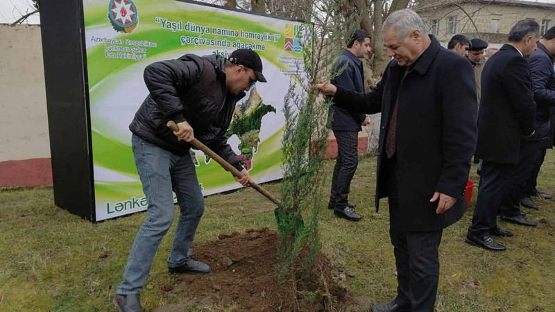 Cənub bölgəsində ağacəkmə aksiyası davam edir