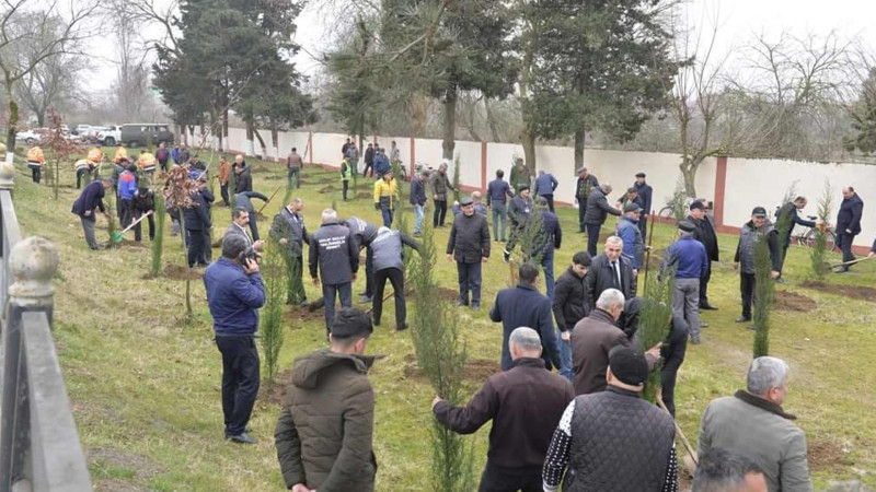 Lənkəranda növbəti ağacəkmə aksiyası keçirilib