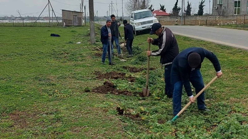 Masallıda ağacəkmə kampaniyası baş tutub