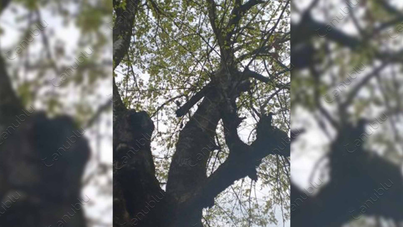 Astaranın Vaqo kəndində yerləşən dirəkdən sakinlər narazıdırlar
