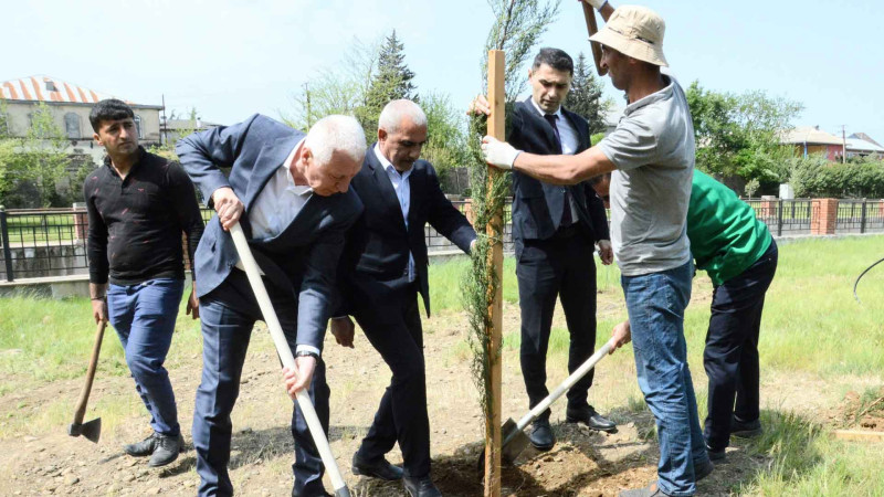 Masallıda ağacəkmə aksiyası davam edir