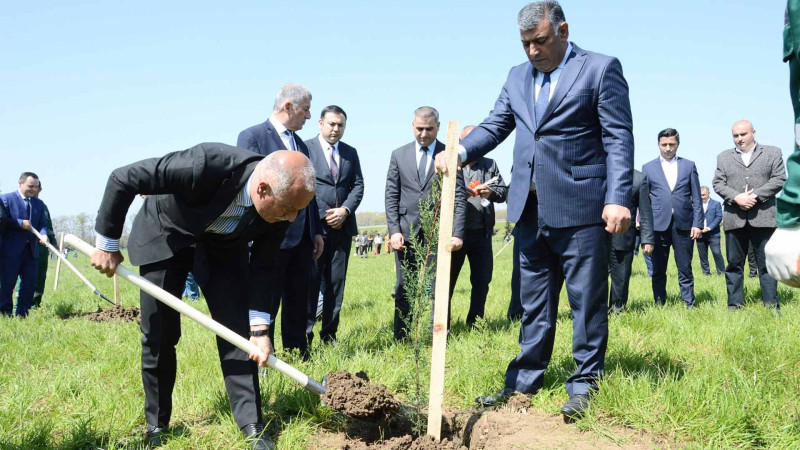 Masallıda ağacəkmə aksiyası keçirilib