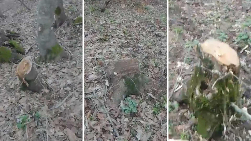 Cəlilabad meşələrində ağacların kəsilməsi ilə bağlı rəsmi açıqlama