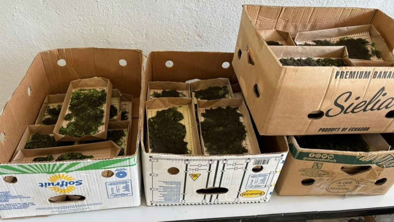 Lənkəranda 210 qutu ipəkqurdu toxumu kümçülərə paylanılıb