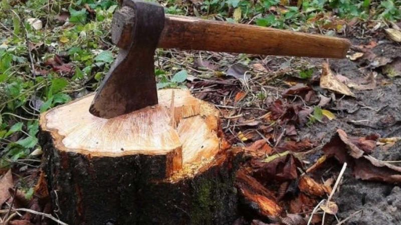 Masallıda məktəb həyətində ağaclar qanunsuz kəsilib