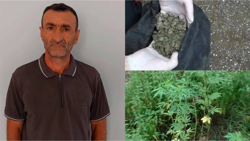 Astarada kultivasiya yolu ilə narkotik yetişdirən kişi həbs olunub