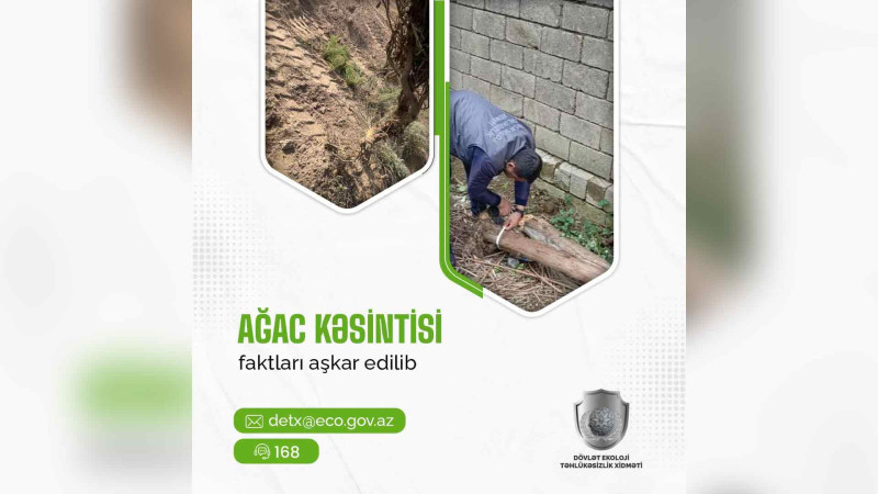 Lənkəranda Mədəniyyət Evinin qarşısındakı ağacları kəsən şəxs cəzalandırılıb