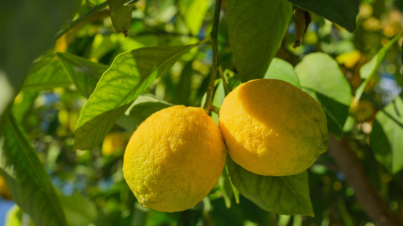 Lənkəranda limon bağına dəymiş zərər qiymətləndirilir