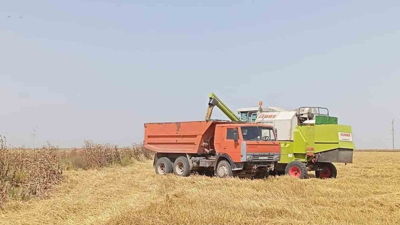 Cəlilabadda taxıl sahələri artıb