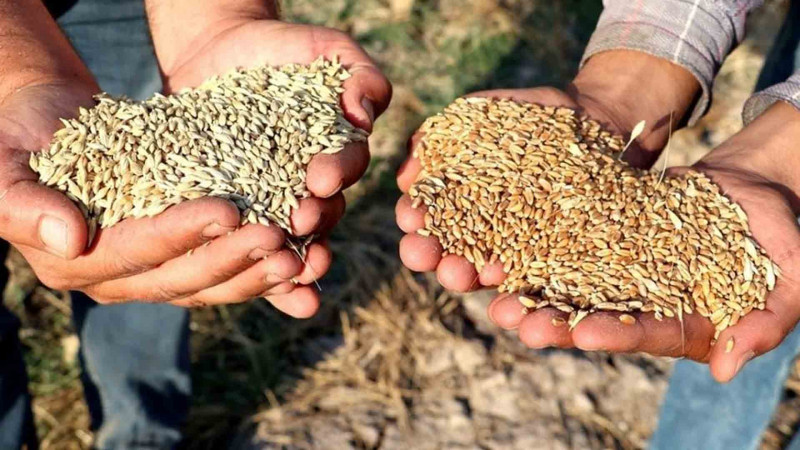 Cəlilabadda arpa və vələmir yığımı yekunlaşıb