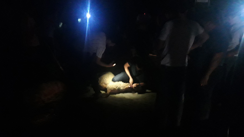 Cəlilabadda yük avtomobili qoyun sürüsünə çarpılıb