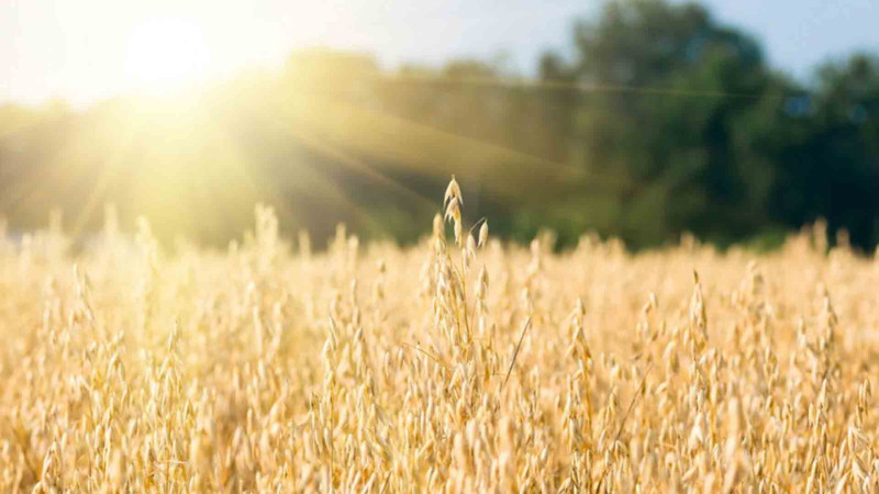 Cəlilabadda vələmir sahələri azalıb