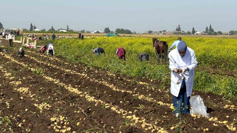 Masallı və Cəlilabadda kartofçuluq təsərrüfatlarında zərərli orqanizmlər aşkarlanıb