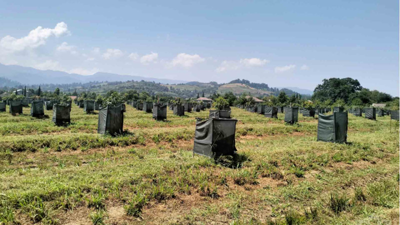 Astarada tropik meyvələrin yetişdirilməsi üçün bağ salınır