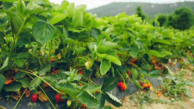 Masallı rayonunda bu il çiyələk sahələri artıb