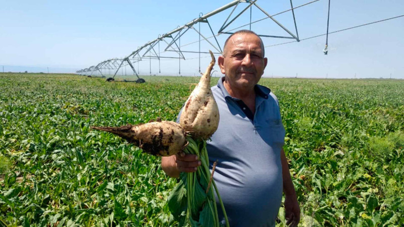 Cəlilabadda şəkər çuğundurunun əkini artıb