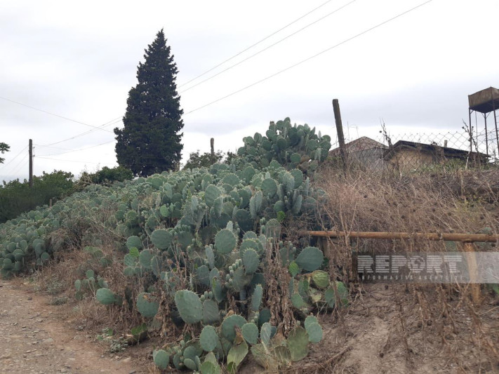 Cəlilabadın kaktuslu kəndini tanıyaq