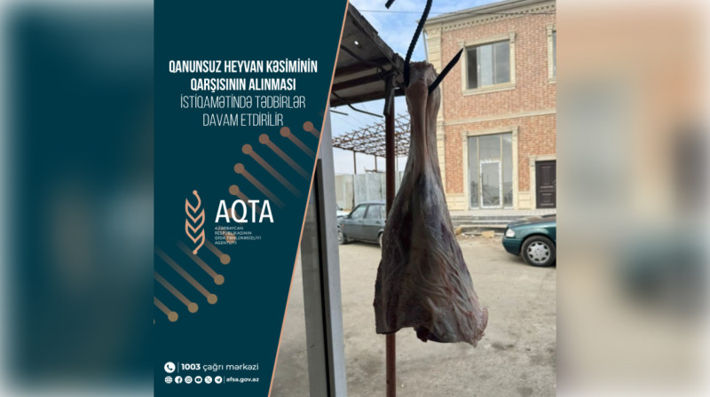 Cənubda qanunsuz heyvan kəsiminin qarşısı alındı