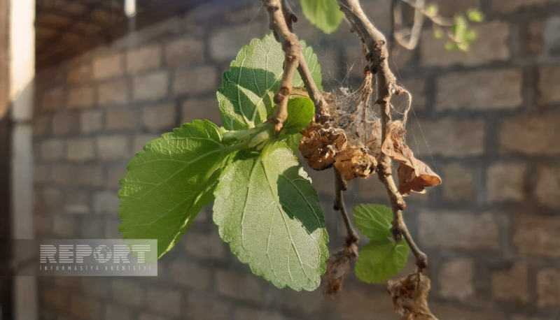 Biləsuvarda qeyri-adi təbiət hadisəsi